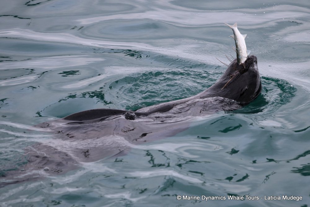 cape fur seal, whale watching, gansbaai, south africa