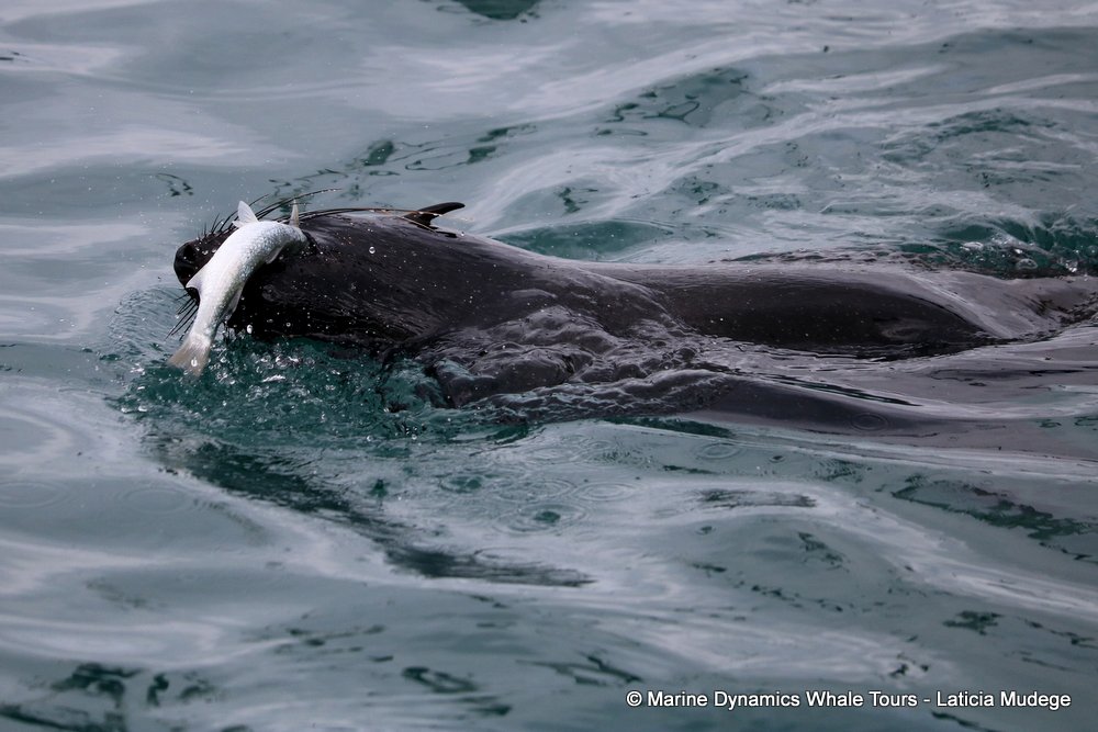 cape fur seal, whale watching, gansbaai, south africa