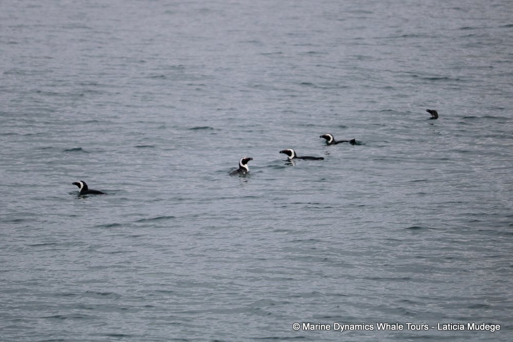 african penguin, whale watching, gansbaai, south africa