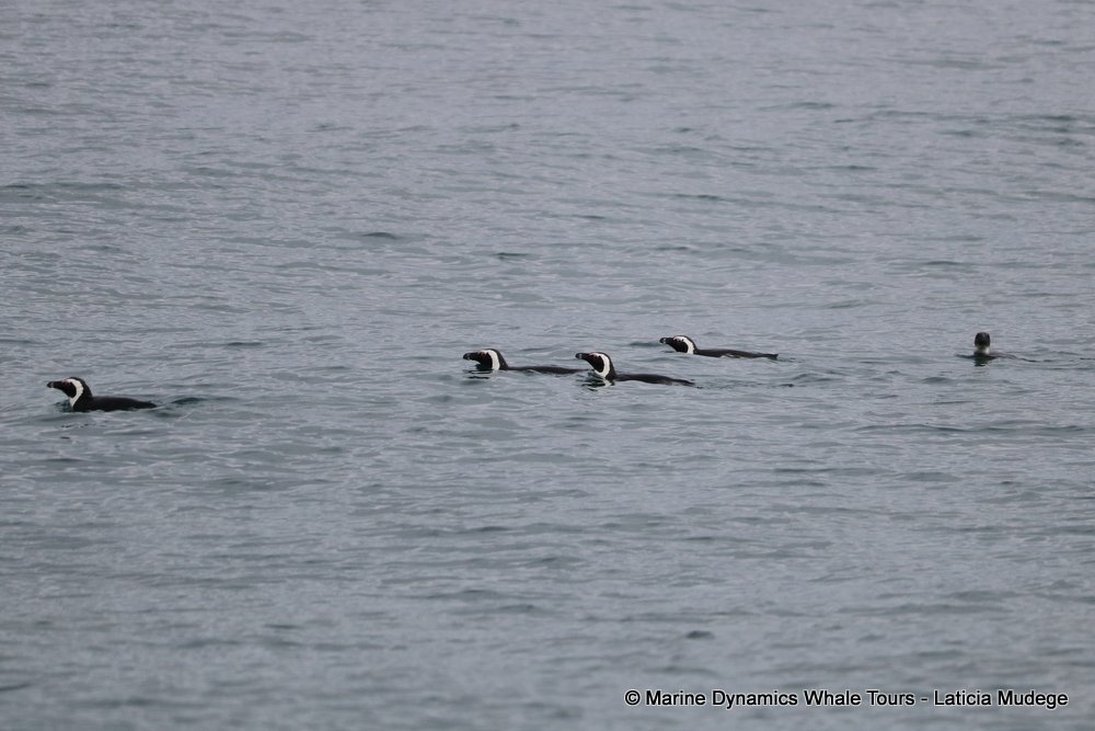 african penguin, whale watching, gansbaai, south africa