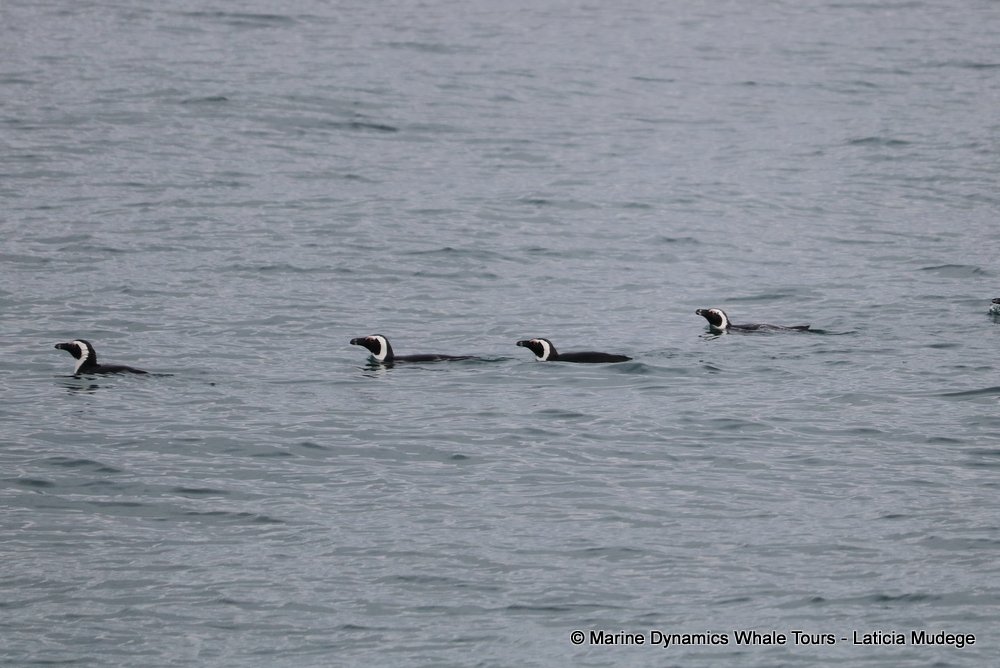 african penguin, whale watching, gansbaai, south africa