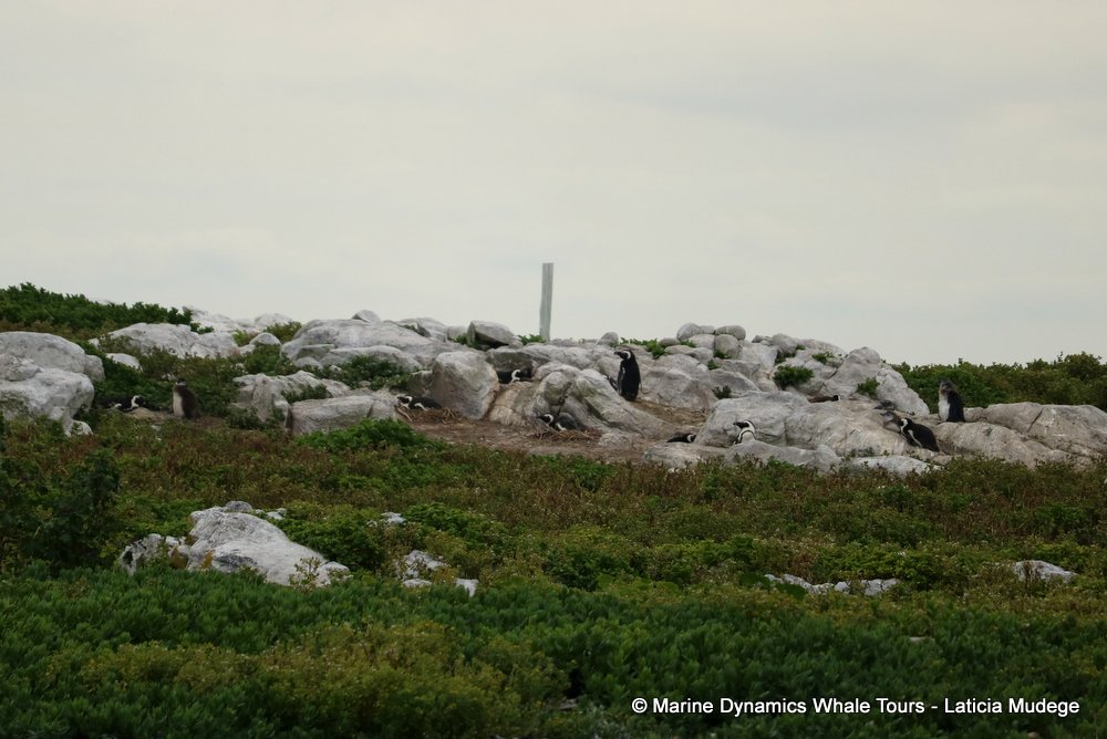 african penguin, whale watching, gansbaai, south africa