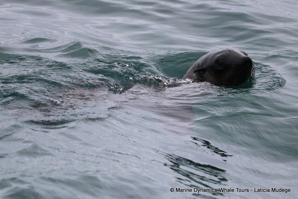 cape fur seal, whale watching, gansbaai, south africa
