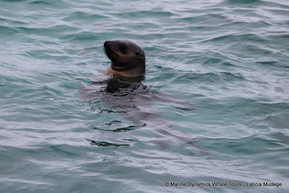cape fur seal, whale watching, gansbaai, south africa