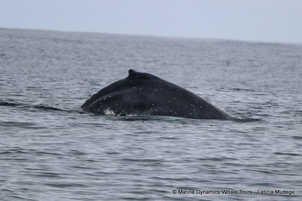humpback whale, whale watching, gansbaai, south africa