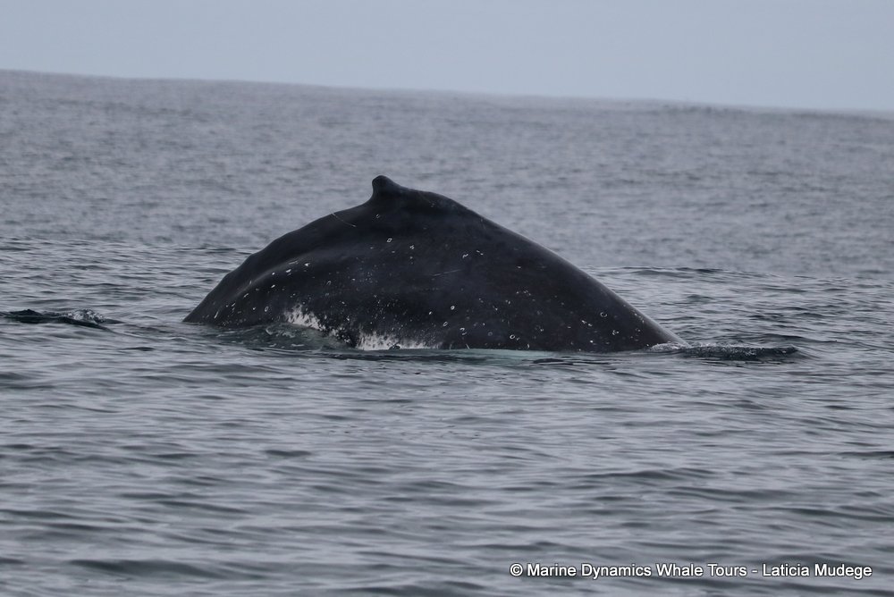 humpback whale, whale watching, gansbaai, south africa