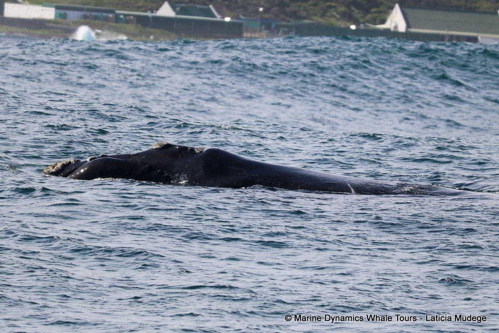 Southern right whale, whale watching, gansbaai, south africa,