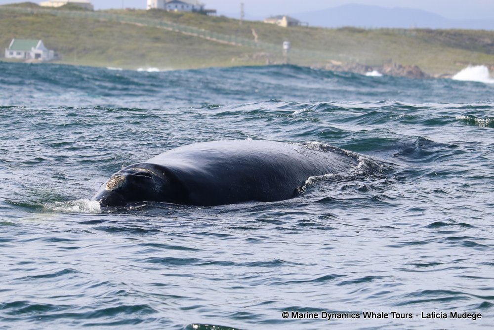 Southern right whale, whale watching, gansbaai, south africa,