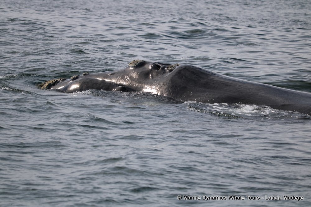 Southern right whale, whale watching, gansbaai, south africa,