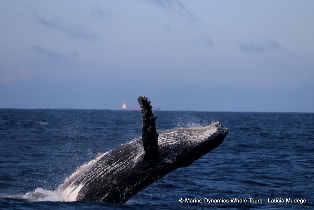 humpback whale, whale watching, gansbaai, south africa