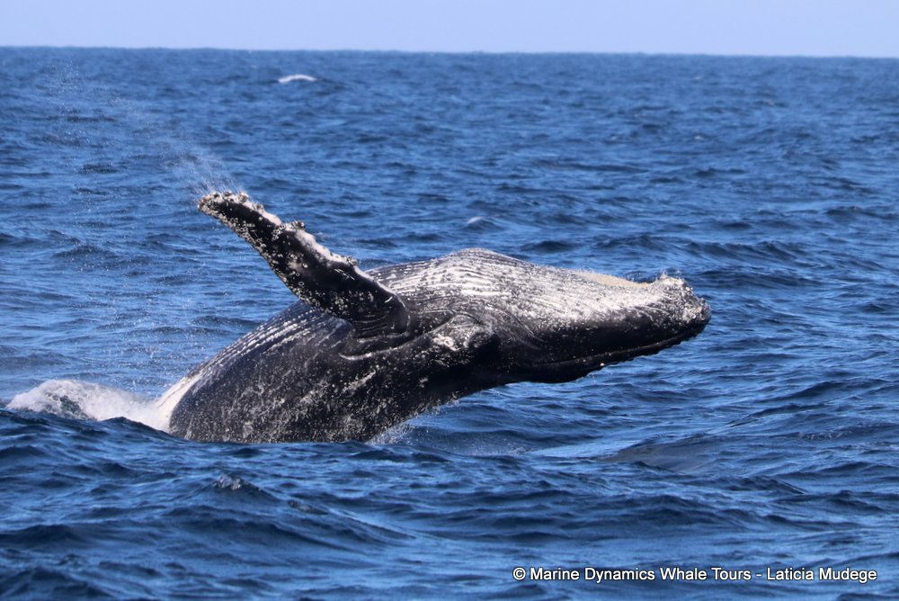 humpback whale, whale watching, gansbaai, south africa