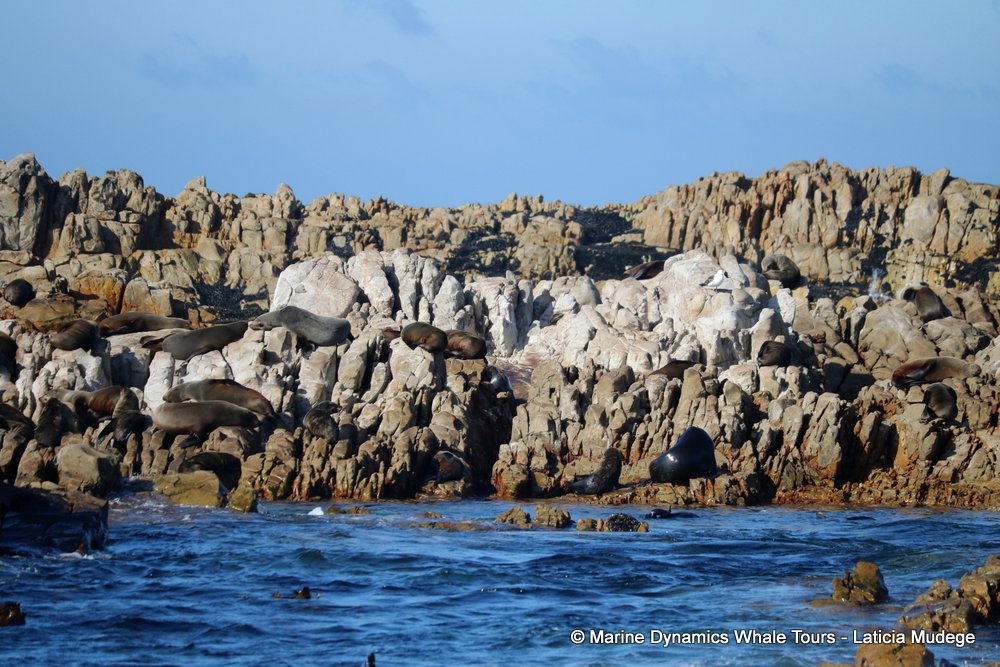 humpback whale, whale watching, gansbaai, south africa
