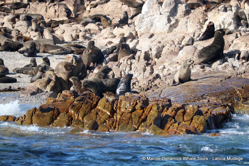 humpback whale, whale watching, gansbaai, south africa
