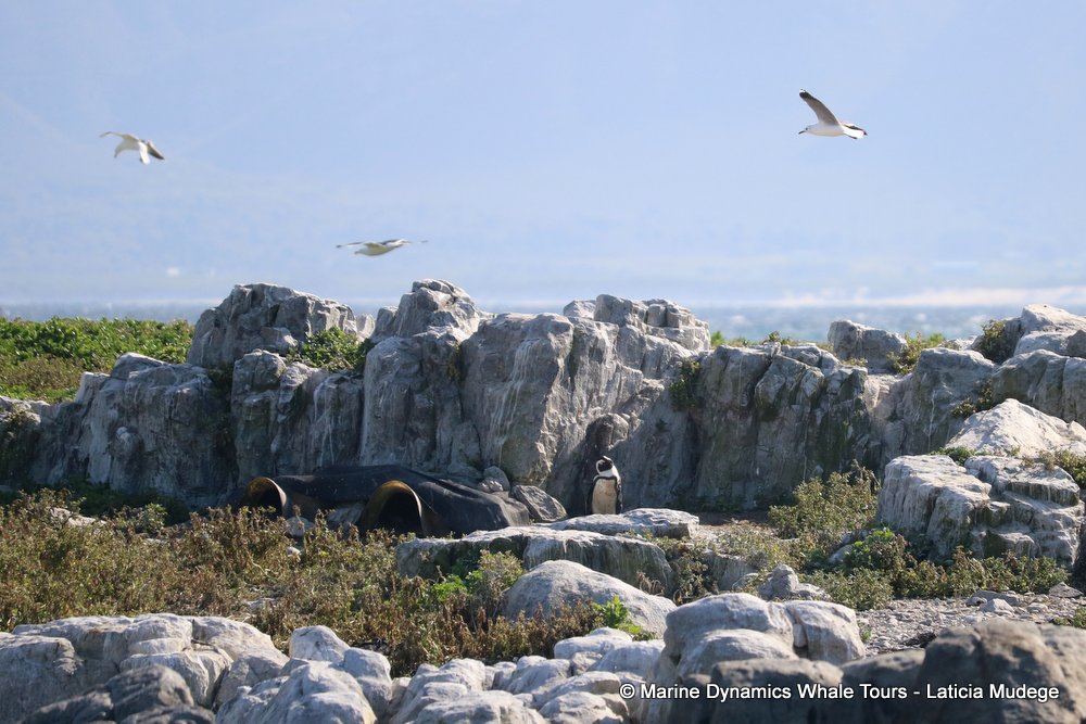 african penguin, whale watching, gansbaai, south africa
