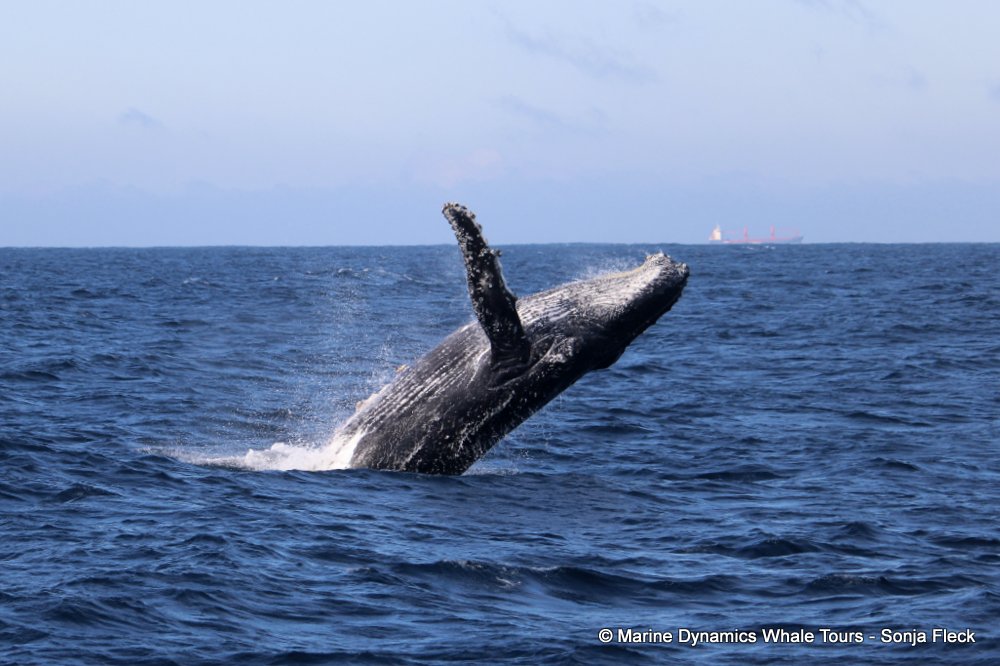humpback whale, whale watching, gansbaai, south africa