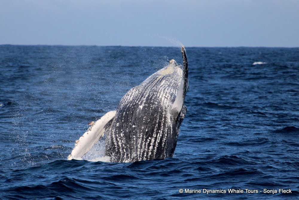 humpback whale, whale watching, gansbaai, south africa