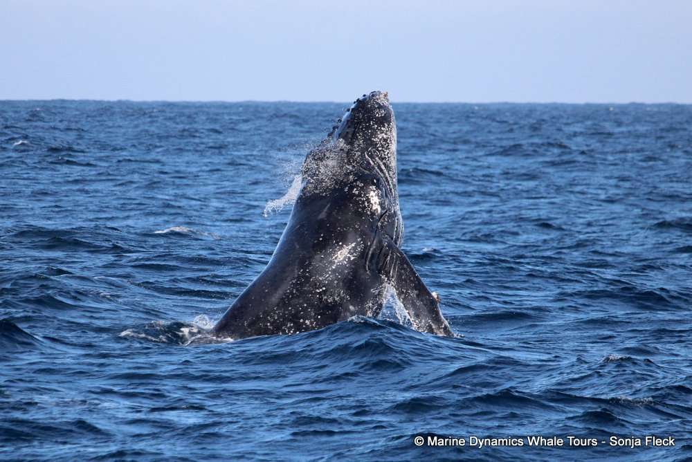 humpback whale, whale watching, gansbaai, south africa
