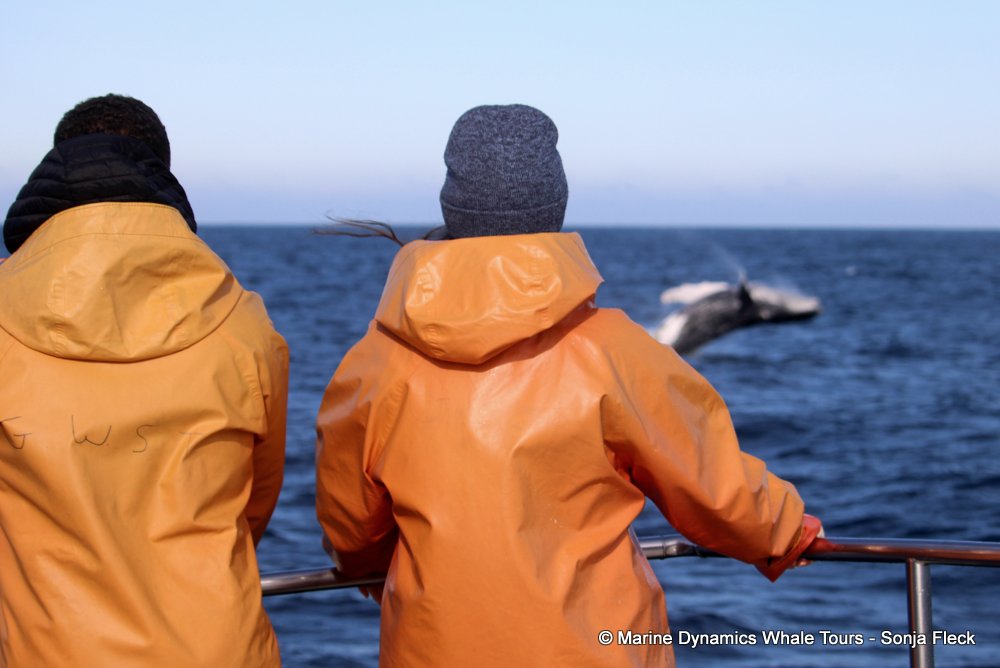 humpback whale, whale watching, gansbaai, south africa