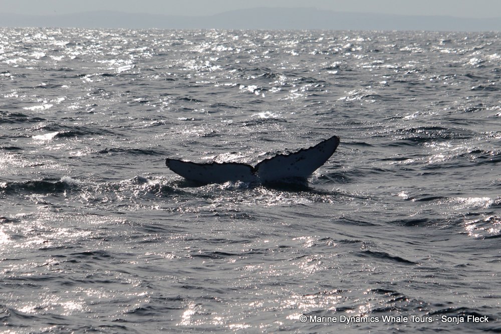 humpback whale, whale watching, gansbaai, south africa