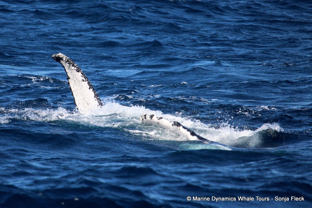 humpback whale, whale watching, gansbaai, south africa