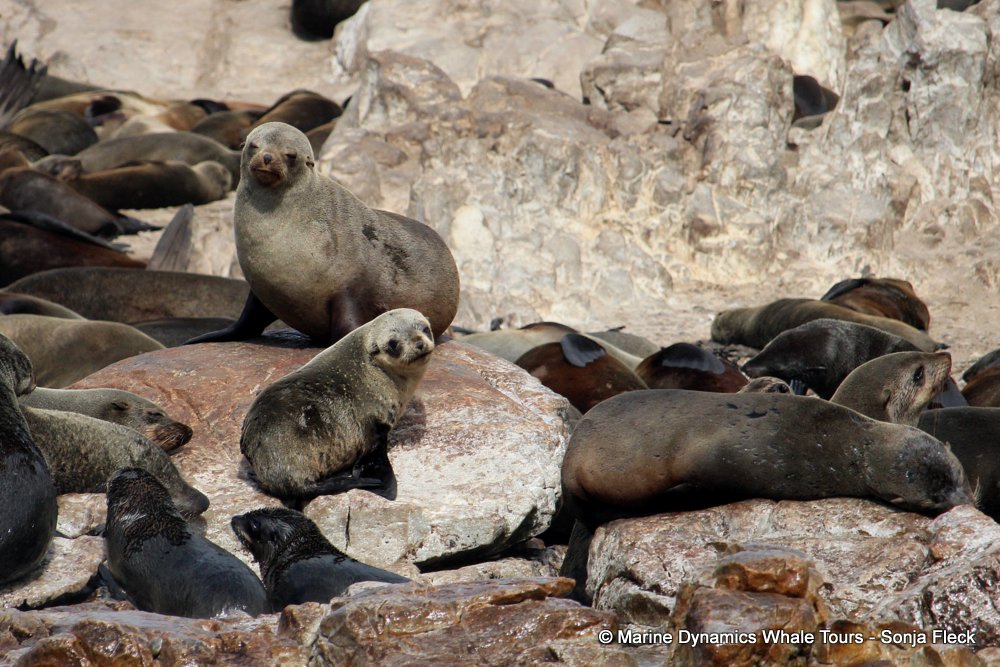 cape fur seal, whale watching, gansbaai, south africa