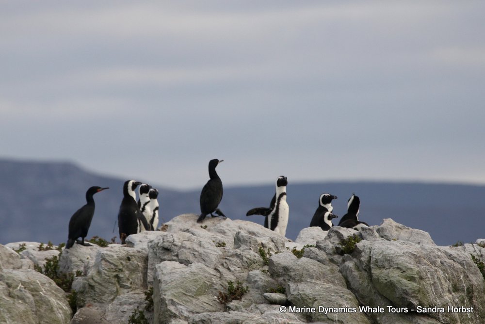 penguins, whale watching, gansbaai, south africa,