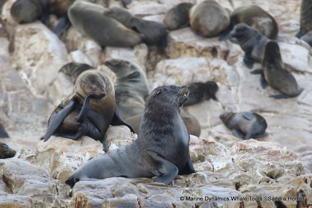 cape fur seal, whale watching, gansbaai, south africa