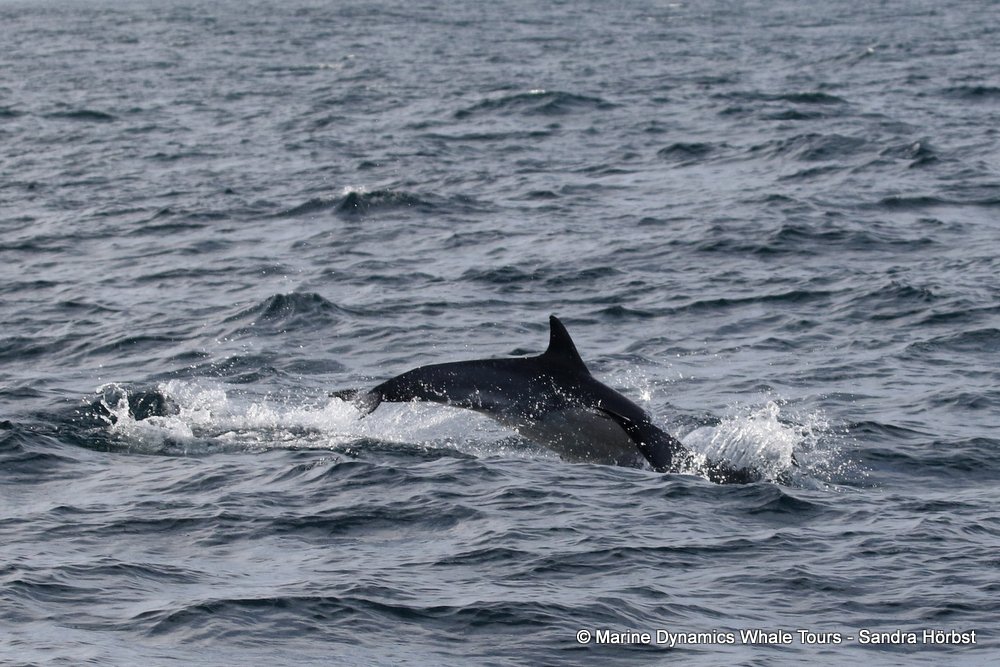 dolphin, whale watching, gansbaai, south africa,