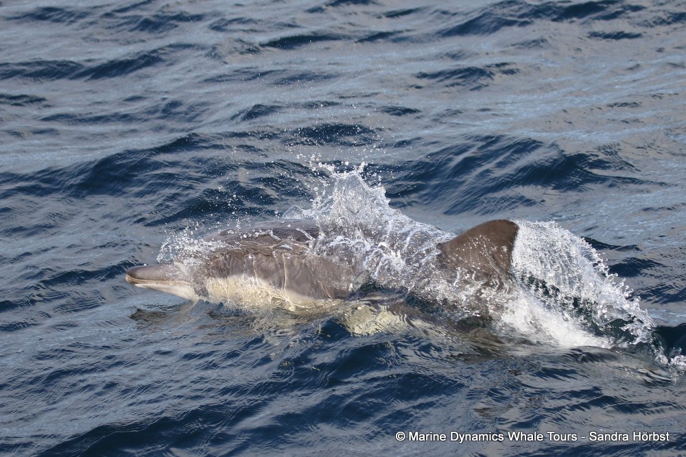 dolphin, whale watching, gansbaai, south africa,
