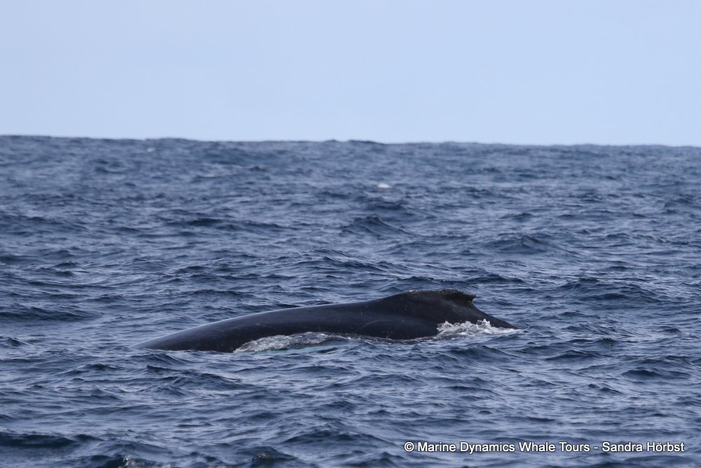 humpback whale, whale watching, gansbaai, south africa
