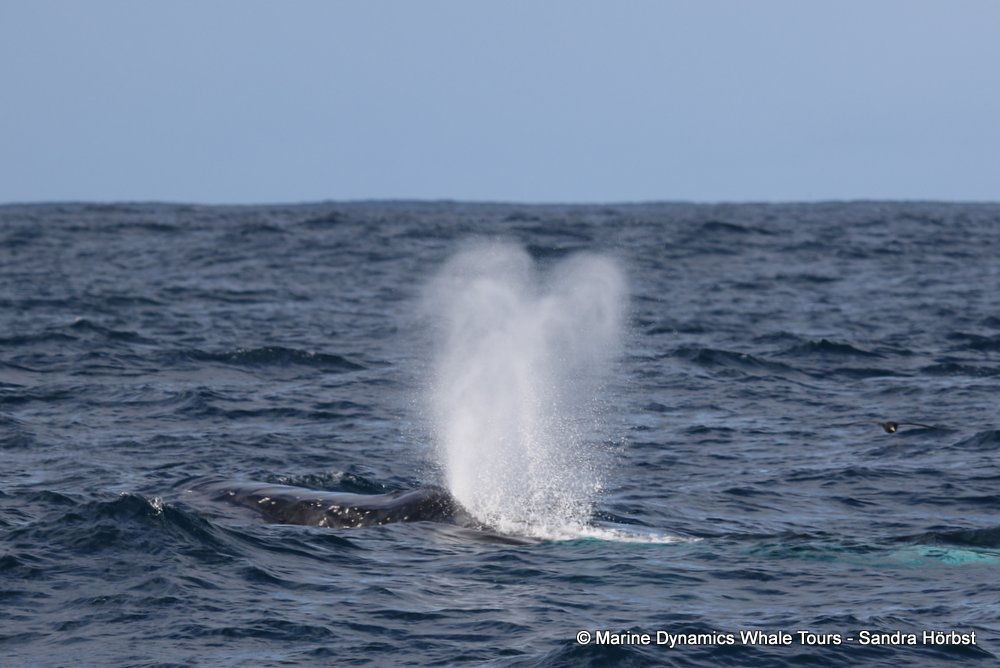 humpback whale, whale watching, gansbaai, south africa
