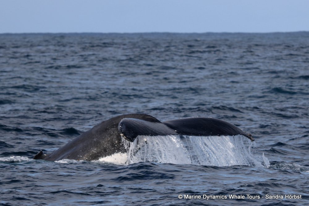humpback whale, whale watching, gansbaai, south africa