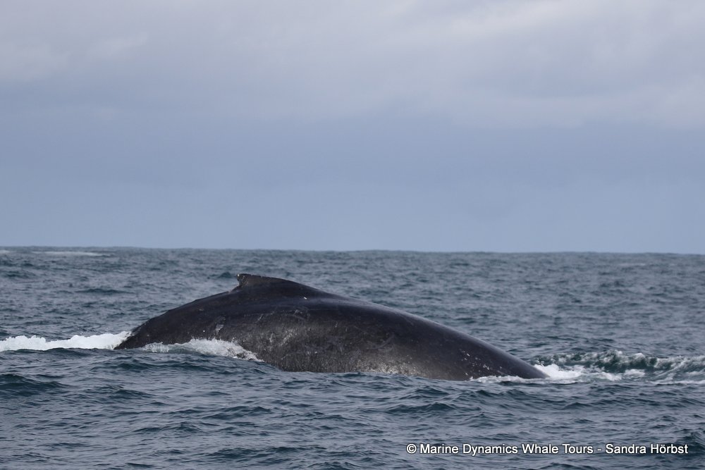 humpback whale, whale watching, gansbaai, south africa