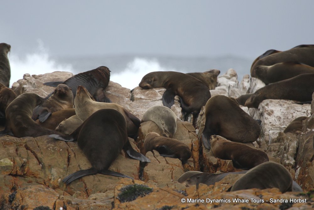 cape fur seal, whale watching, gansbaai, south africa