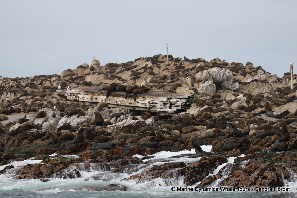 cape fur seal, whale watching, gansbaai, south africa