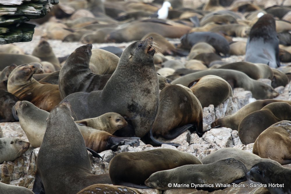 cape fur seal, whale watching, gansbaai, south africa