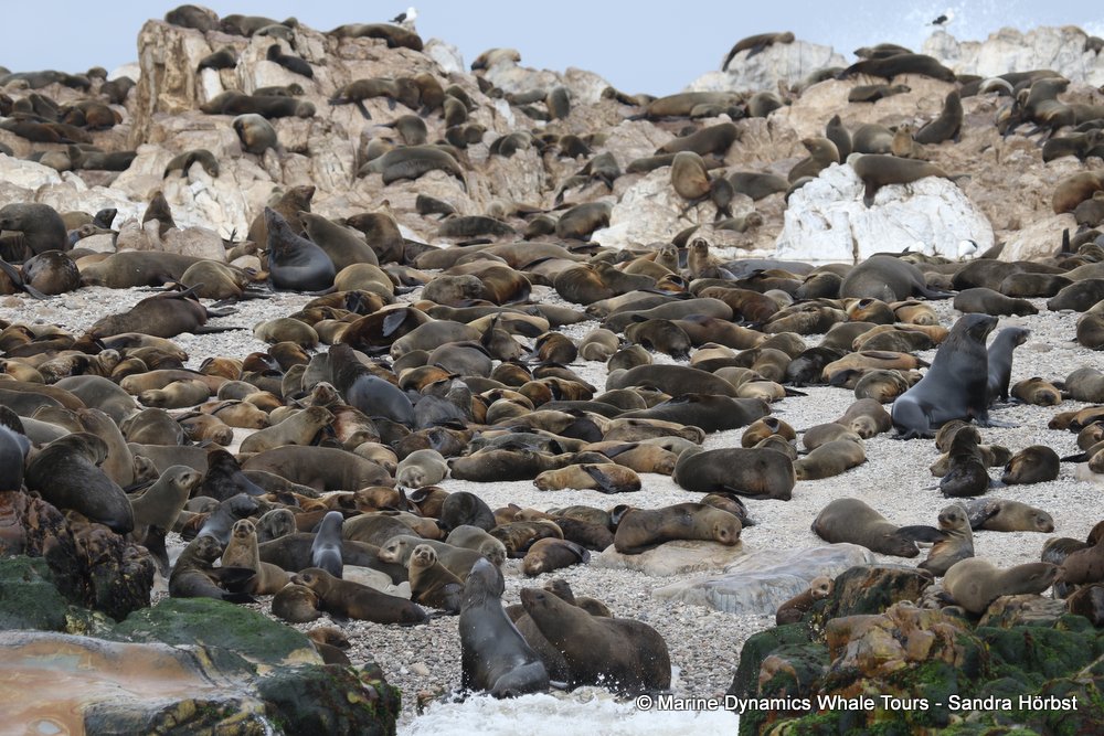 cape fur seal, whale watching, gansbaai, south africa