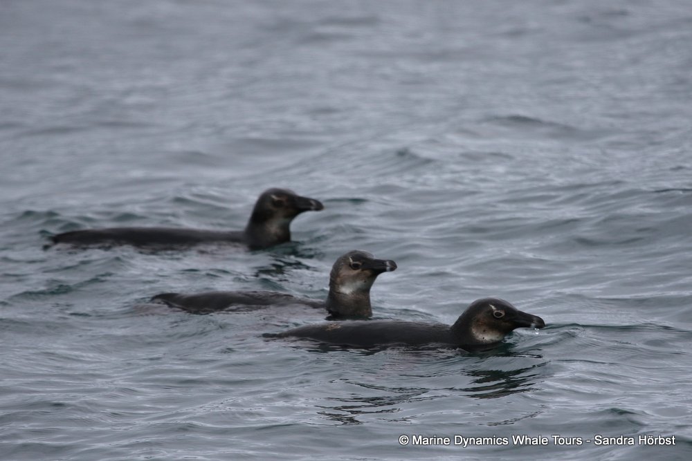 penguin whale watching, gansbaai, south africa,