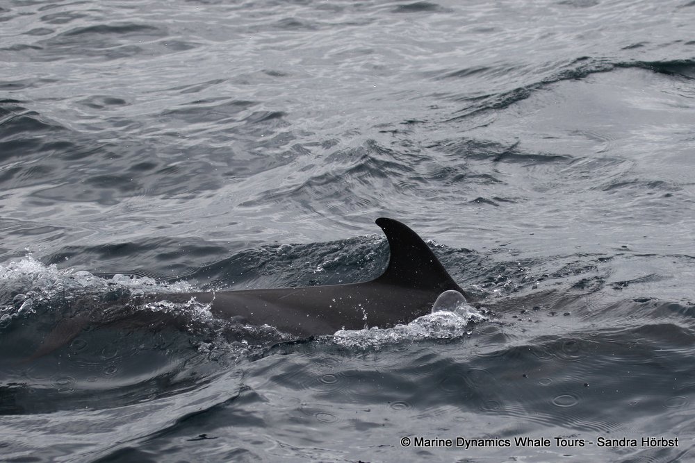 dolphin, whale watching, gansbaai, south africa,