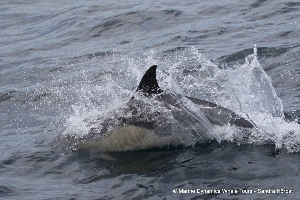 dolphin, whale watching, gansbaai, south africa,