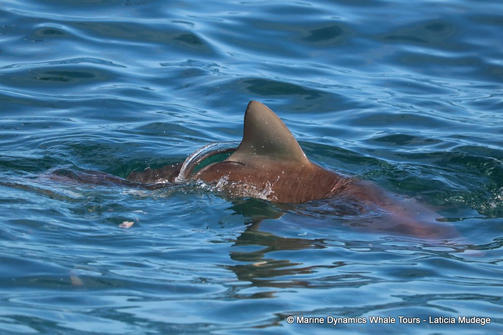 bronze whaler shark, whale watching, gansbaai, south africa,