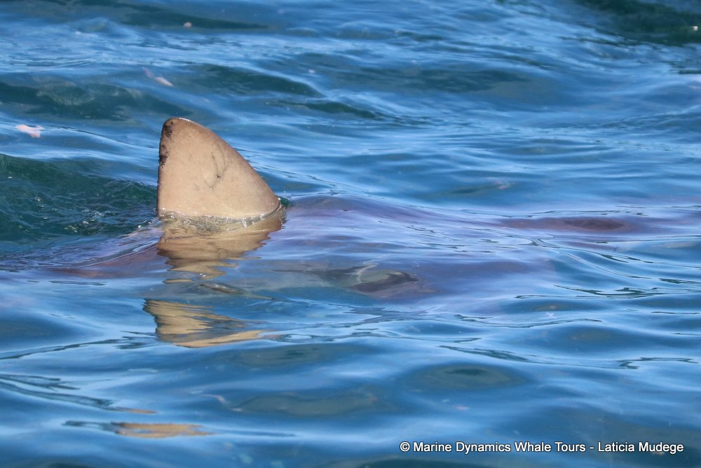bronze whaler shark, whale watching, gansbaai, south africa,