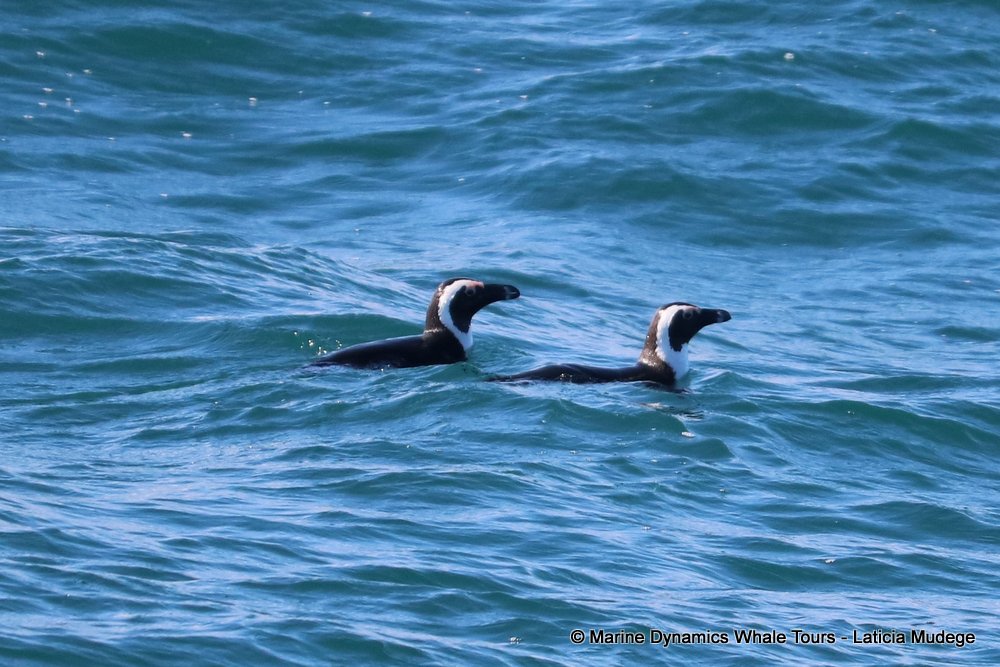 african penguin, whale watching, gansbaai, south africa