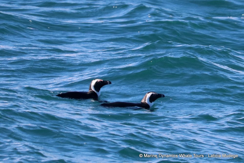 african penguin, whale watching, gansbaai, south africa