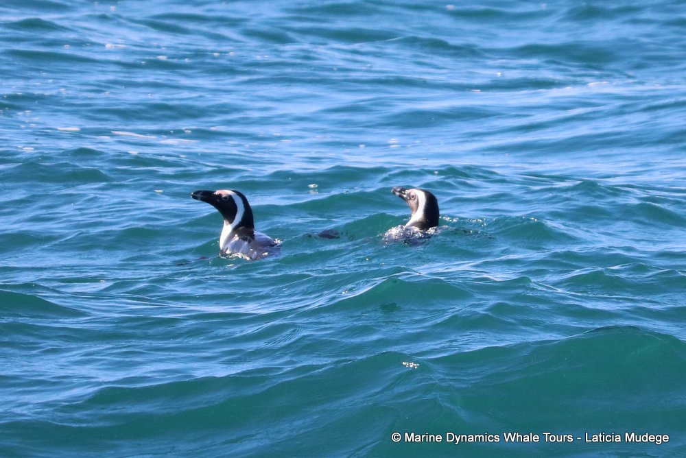 african penguin, whale watching, gansbaai, south africa