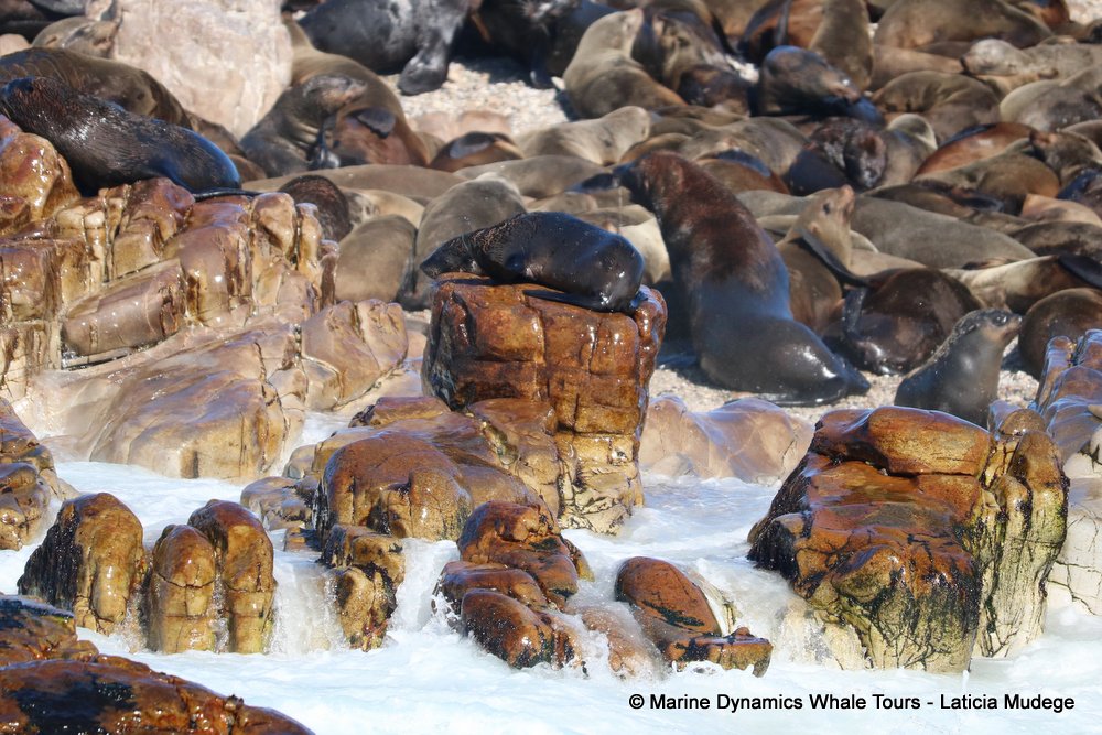 cape fur seal, whale watching, gansbaai, south africa