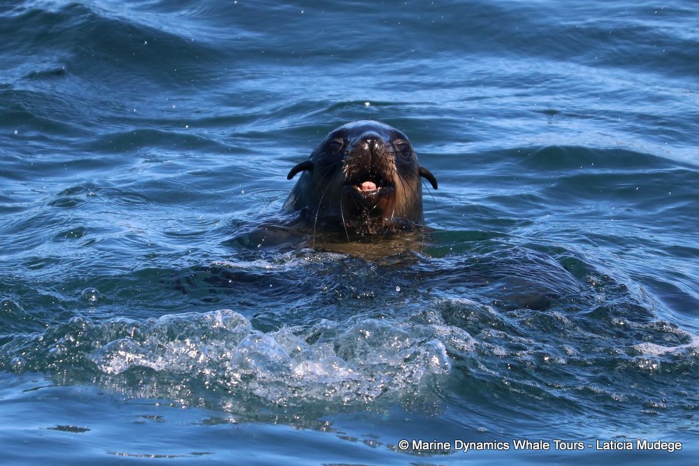 cape fur seal, whale watching, gansbaai, south africa