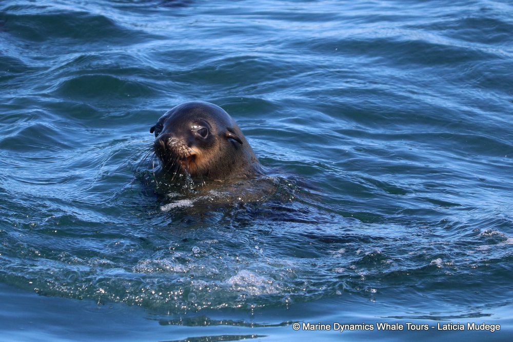 cape fur seal, whale watching, gansbaai, south africa