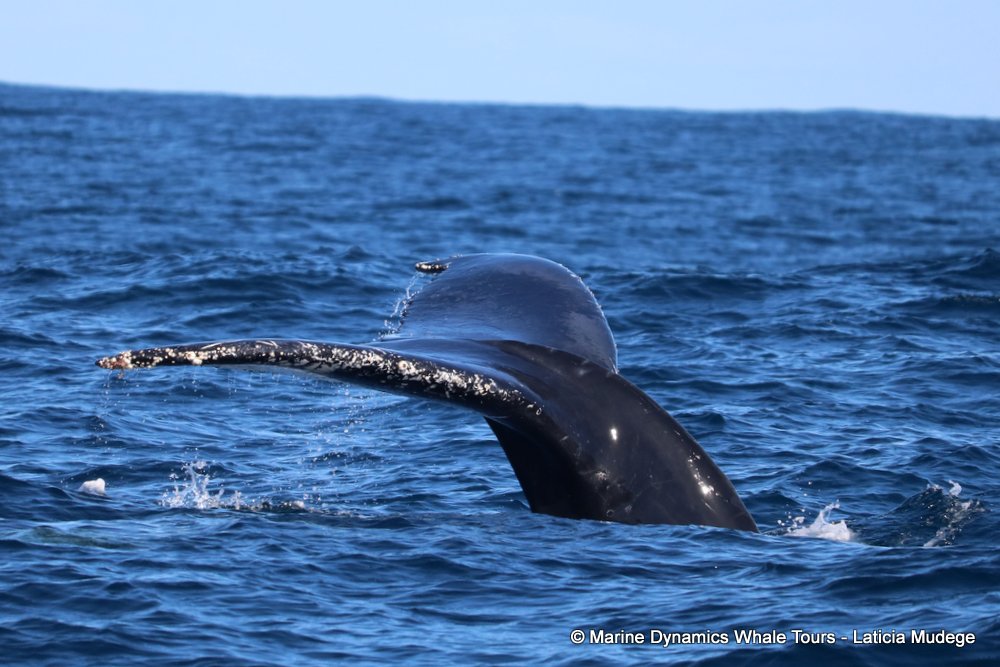 Marine Big 5 Daily Blog 25 August