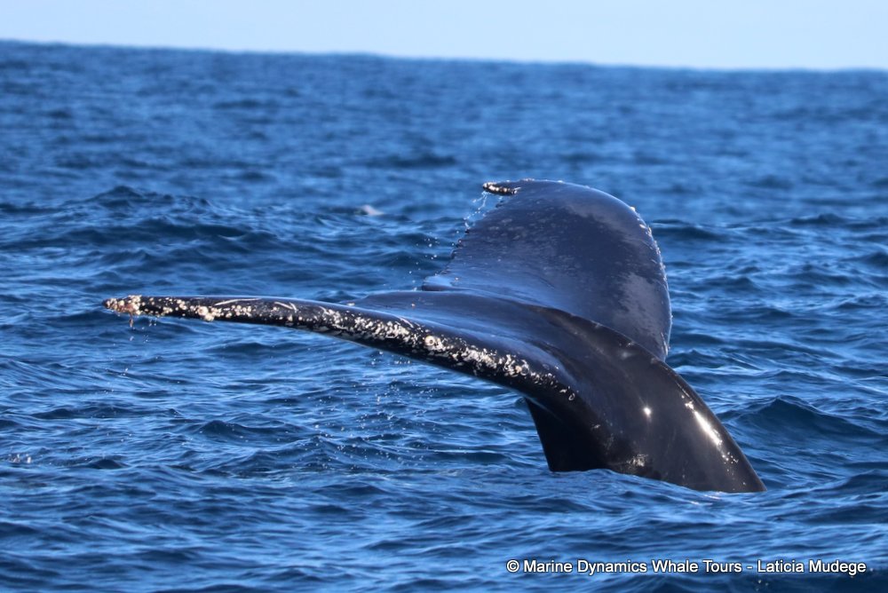 humpback whale, whale watching, gansbaai, south africa